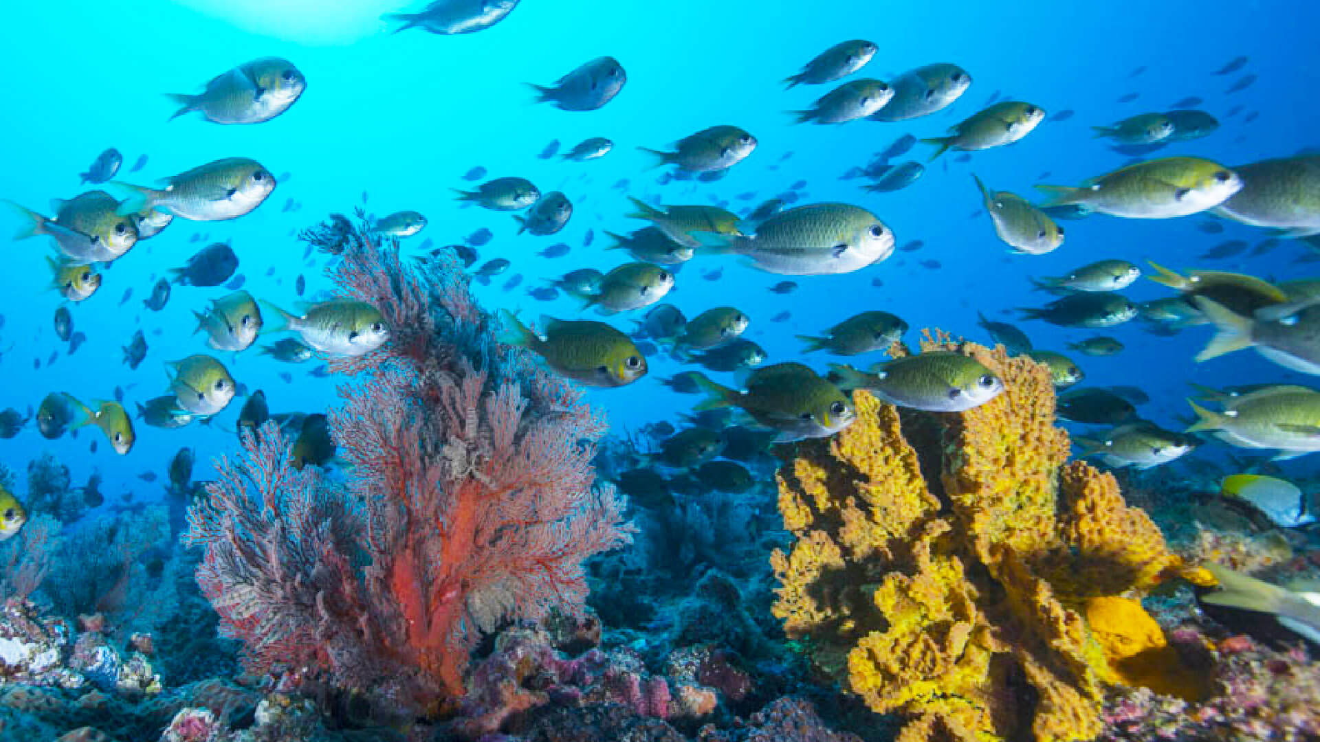 5 reasons to dive Australia’s pristine southern-most coral reef